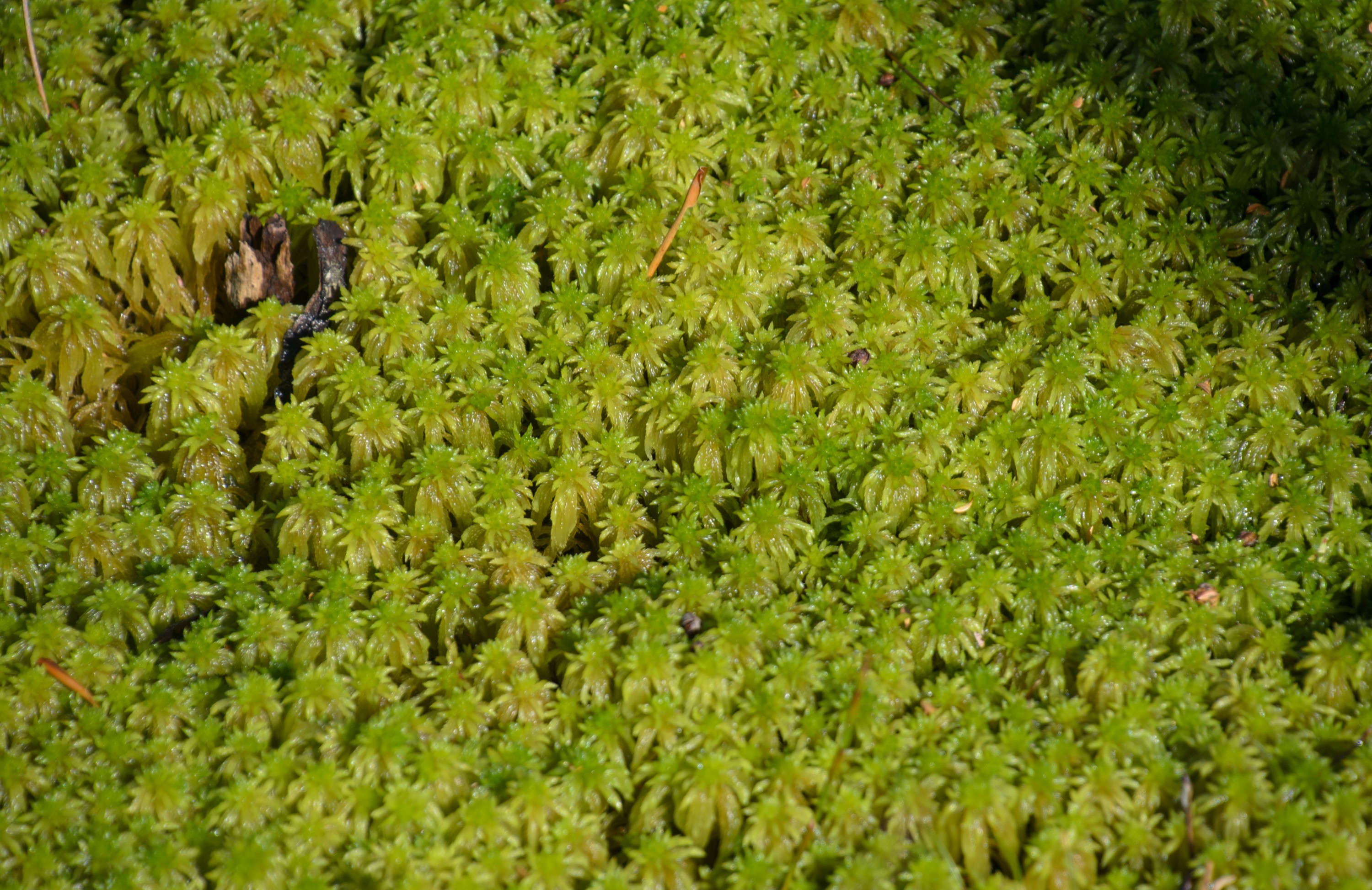 DSC_2169 – Adventure, Crispin, Freshwater, Freshwater Hut, Hut, Island, March 2017, Mason, Mason Bay, National Park, New, New Zealand, Rakiura, South, Sphagnum Moss, Stewart, Zealand